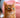 De Abessijn, ontdek dit prachtige kattenras
