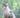 De Amerikaanse korthaar, ontdek dit prachtige kattenras