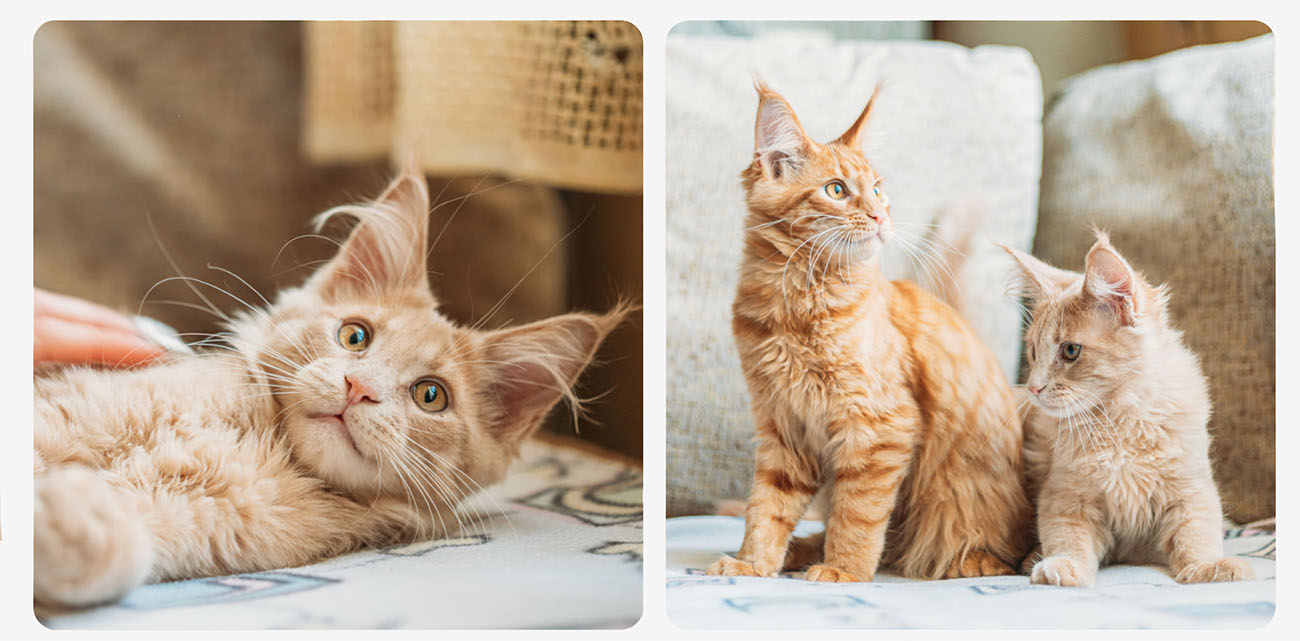 Speelse Grijze Cartoon Kat Emoji Voor Stickers, Katten Clipart, Cartoon  Clipart, Emoji Clipart Afbeelding PNG Met Transparante Achtergrond Voor  Gratis Download, image size:1300x641