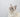 Siberische kat wit
