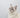 Siberische kat wit