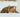 snurken bij katten